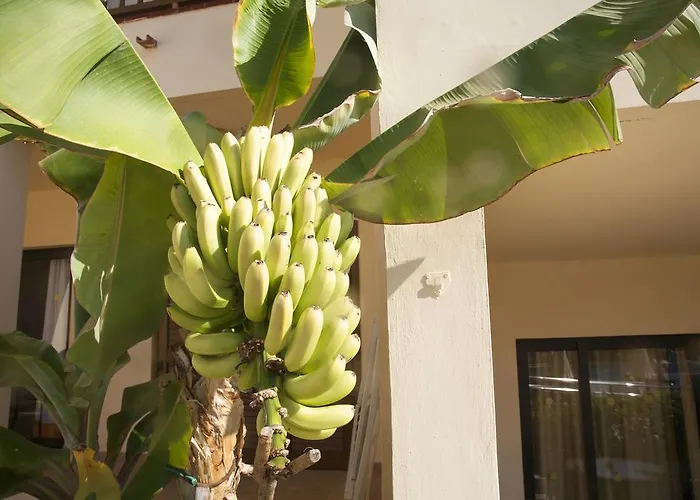 Aparthotel Royal Sunset Club 4*